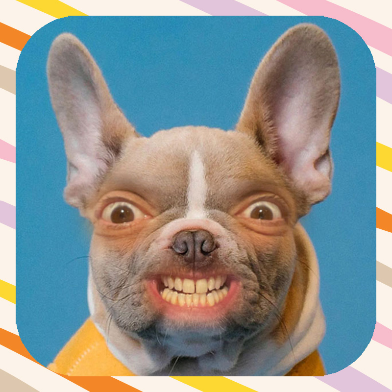 Spencer Jones: Dogs WIP
